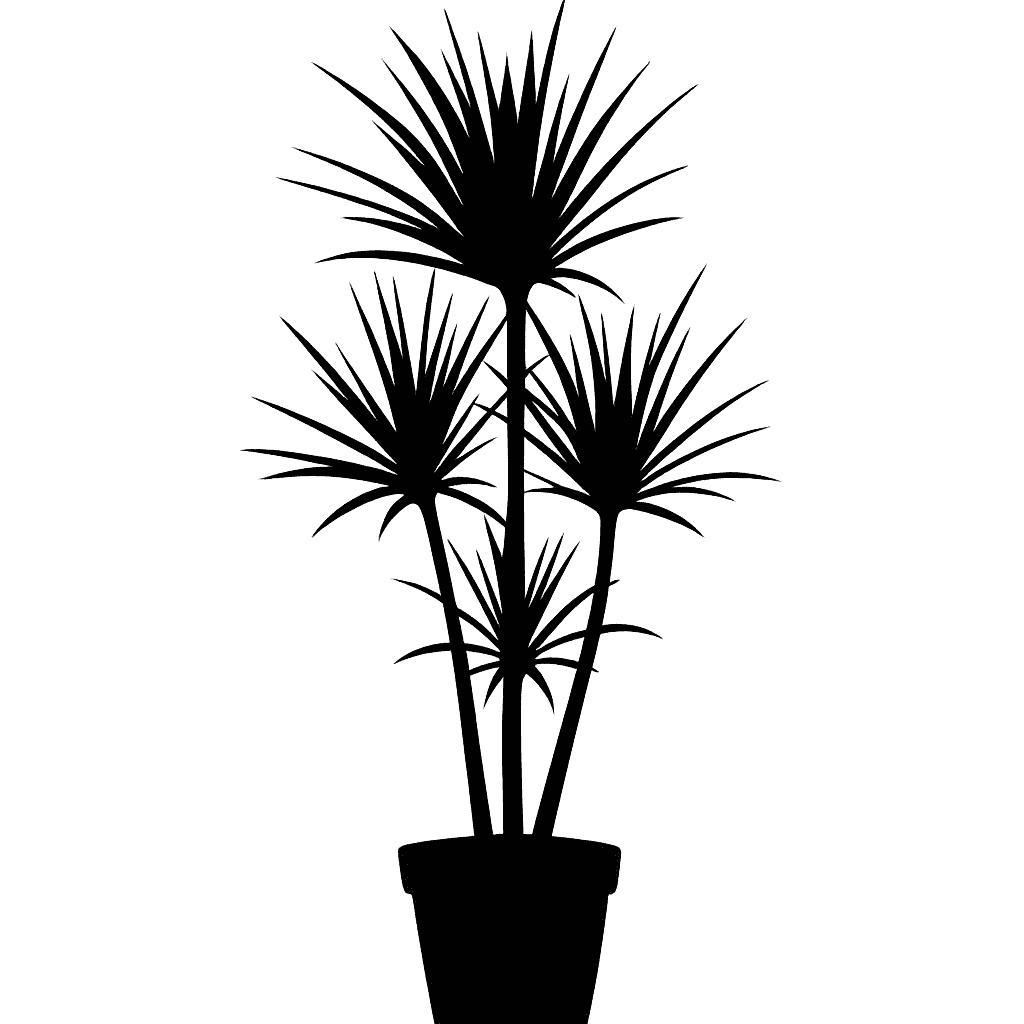 Madagascar Dragon Tree