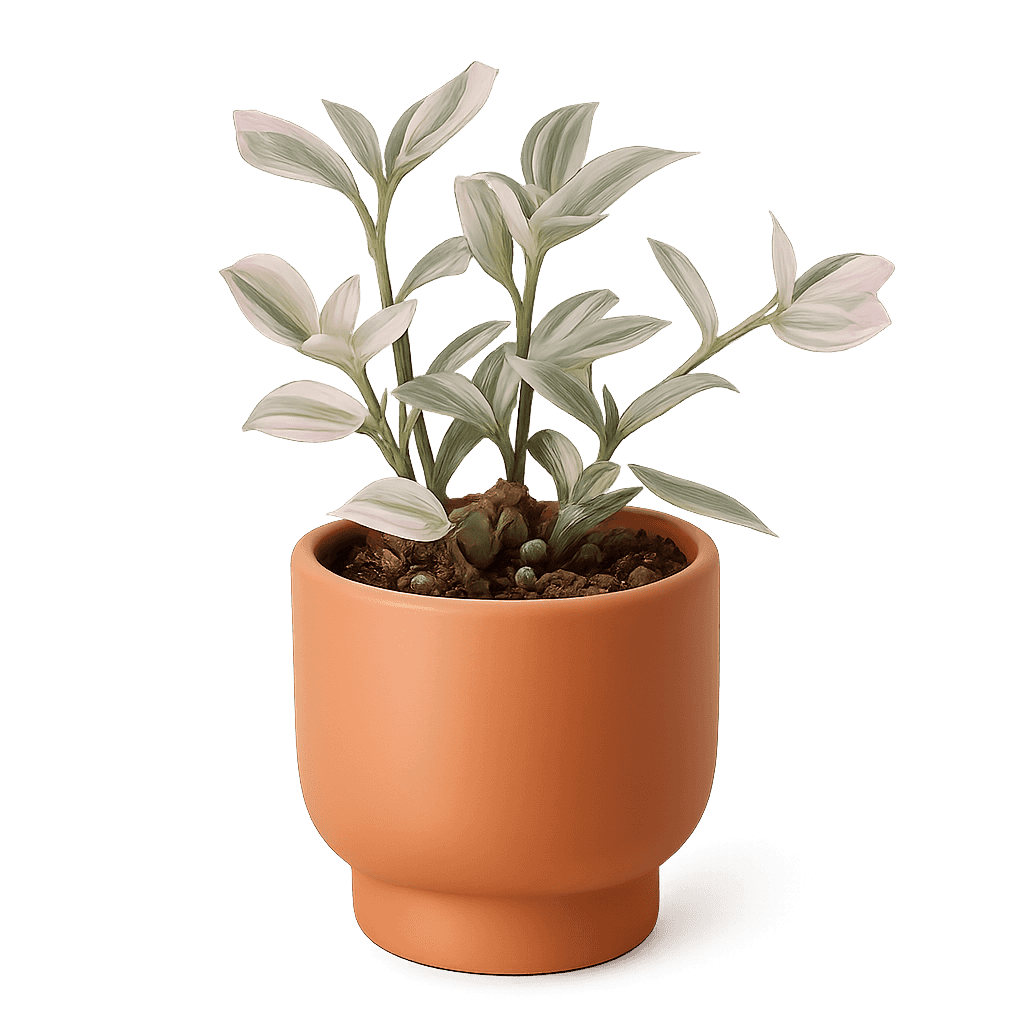 inch plant