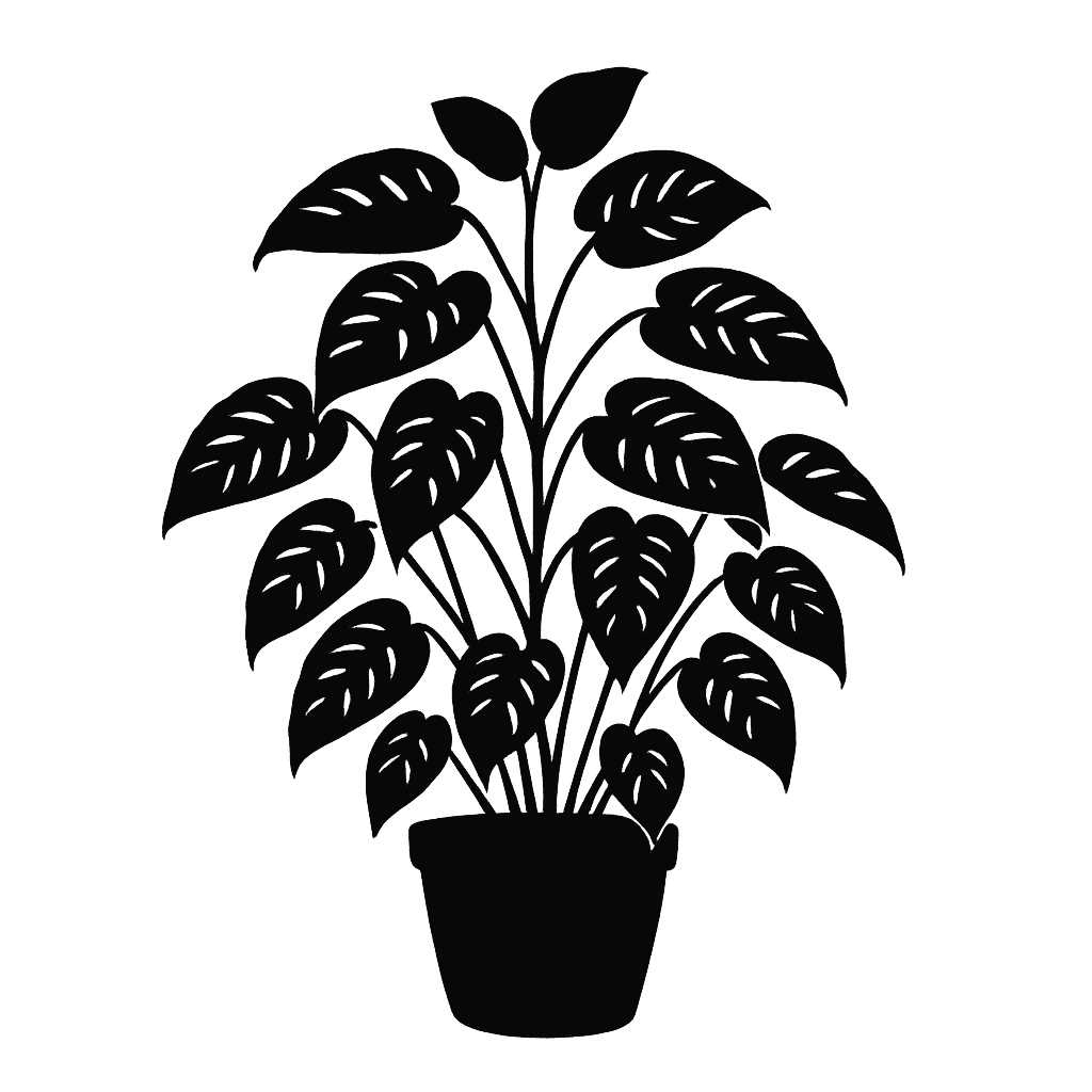 Silver Monstera