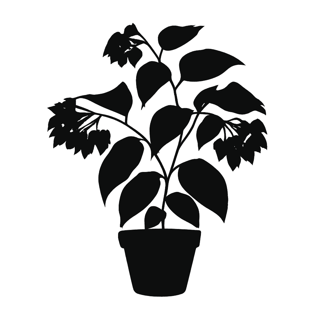 Bleeding Heart Vine