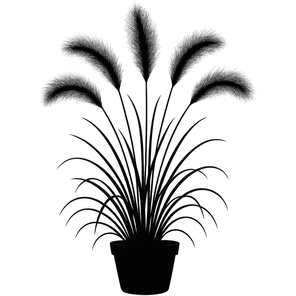 foxtail barley