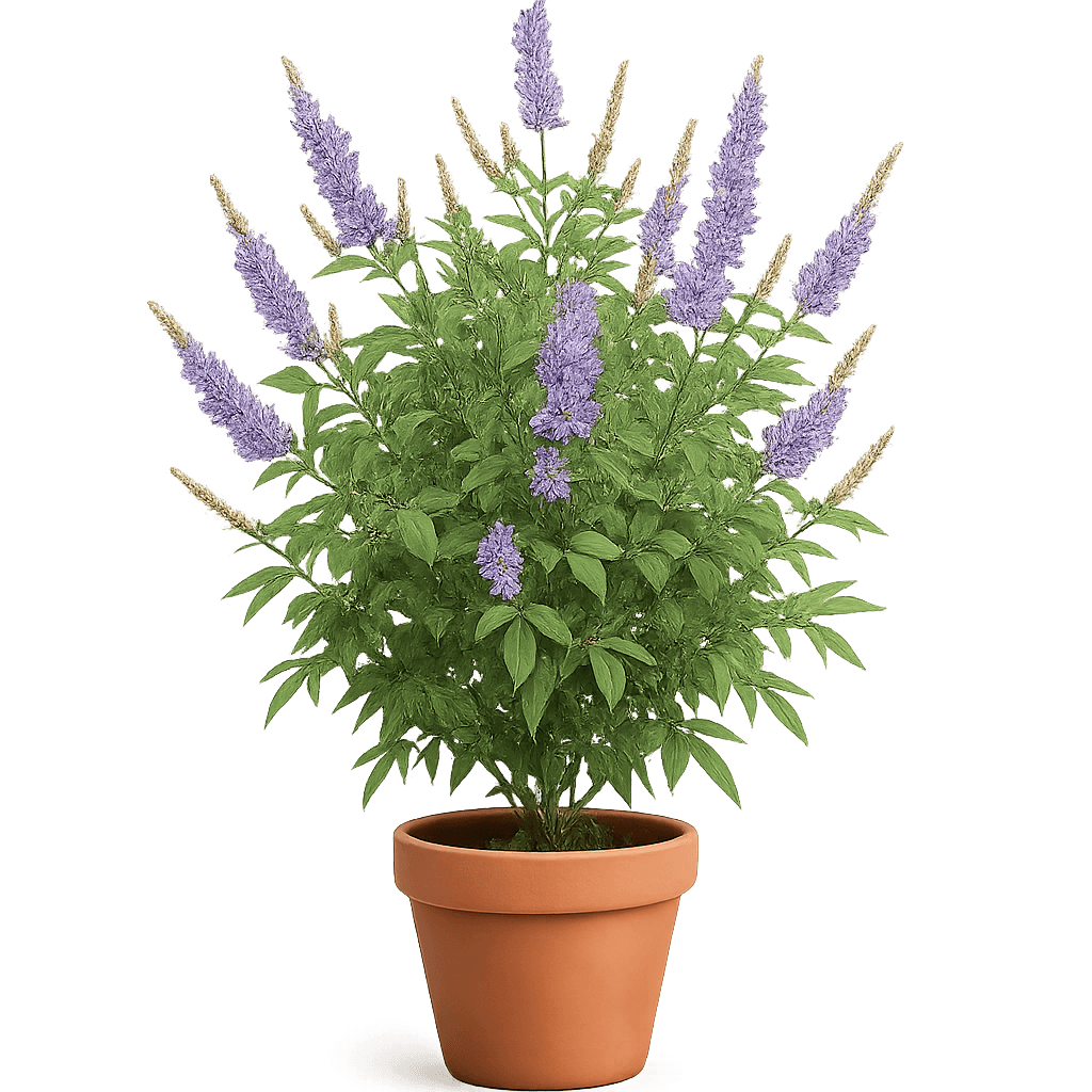 Vitex agnus-castus