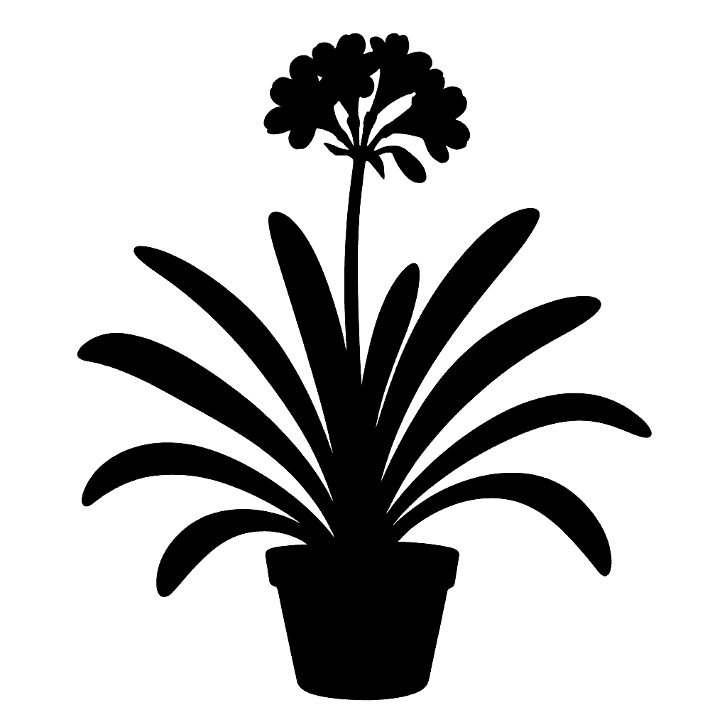 Clivia miniata