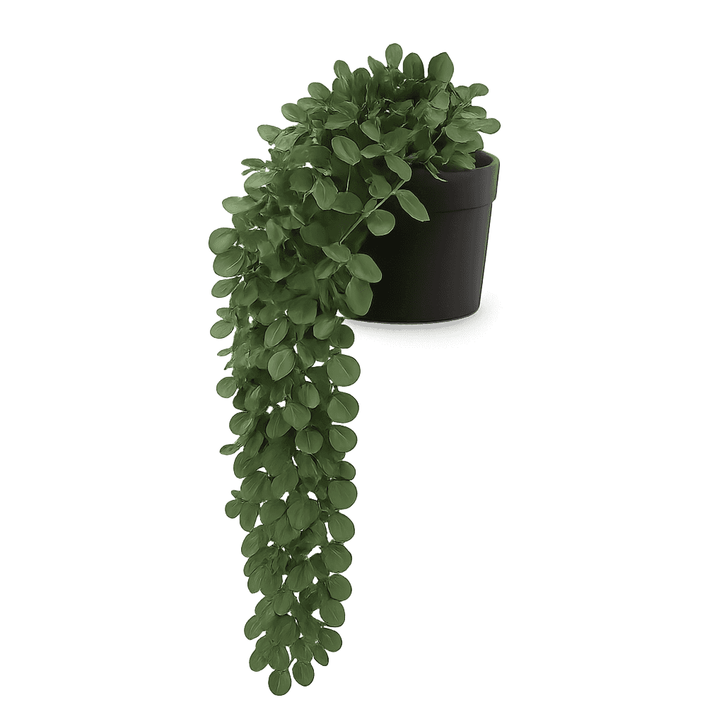Sedum morganianum
