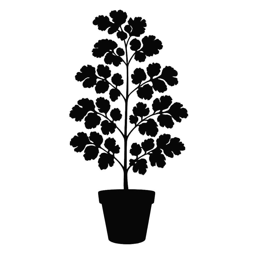 Geranium Aralia