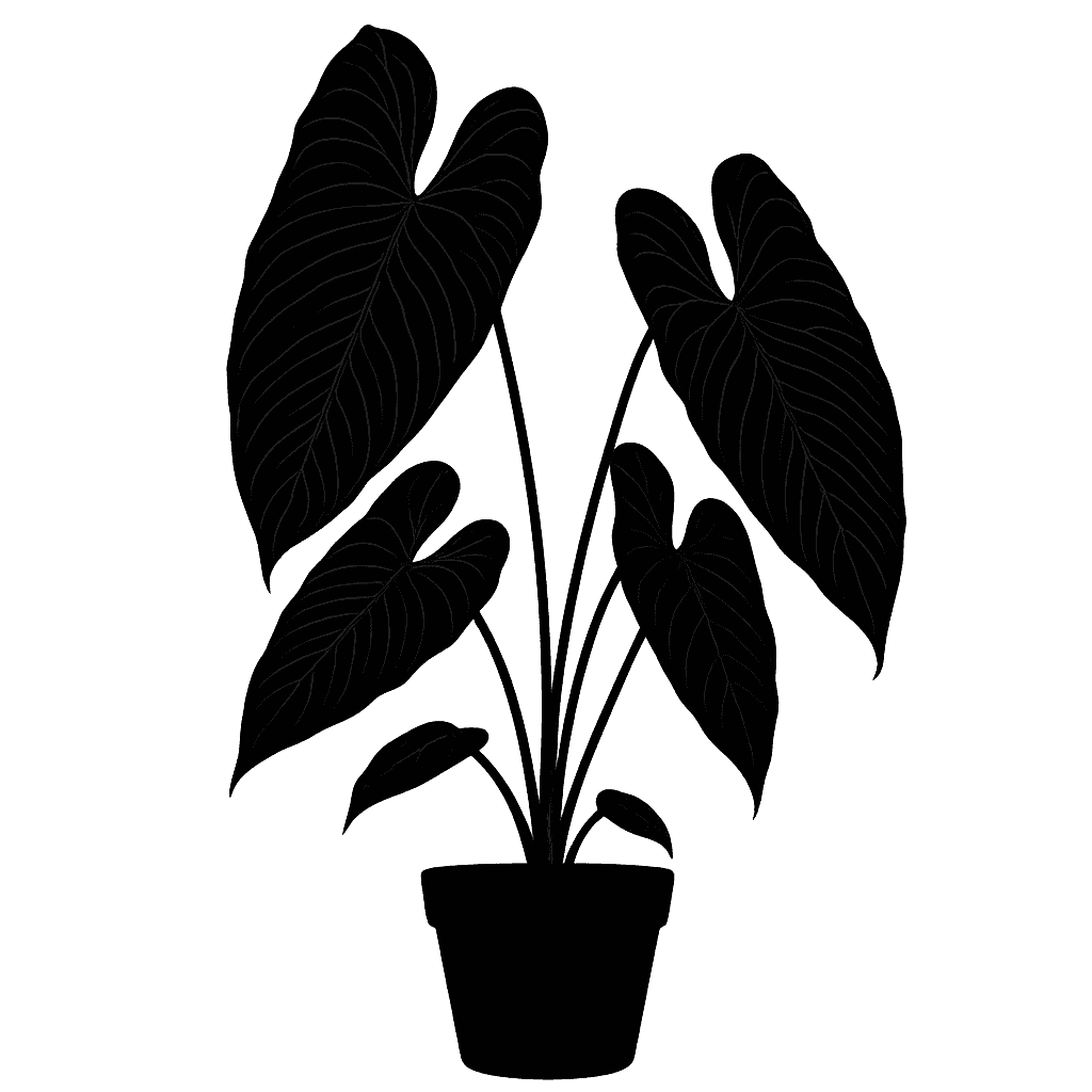 King Anthurium