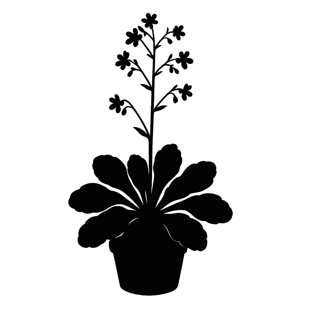 Parnassus-leaved saxifrage