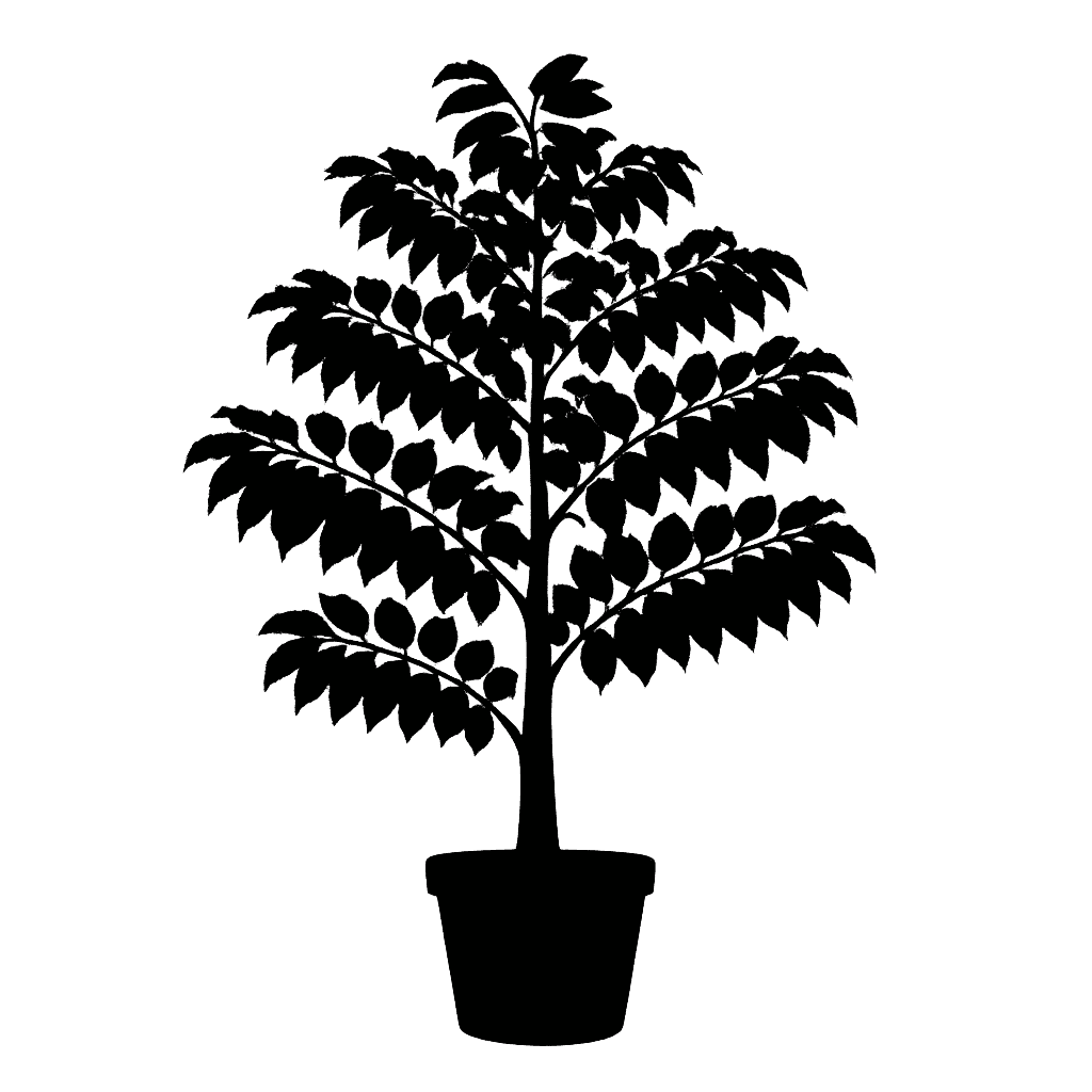 Florida Soapberry