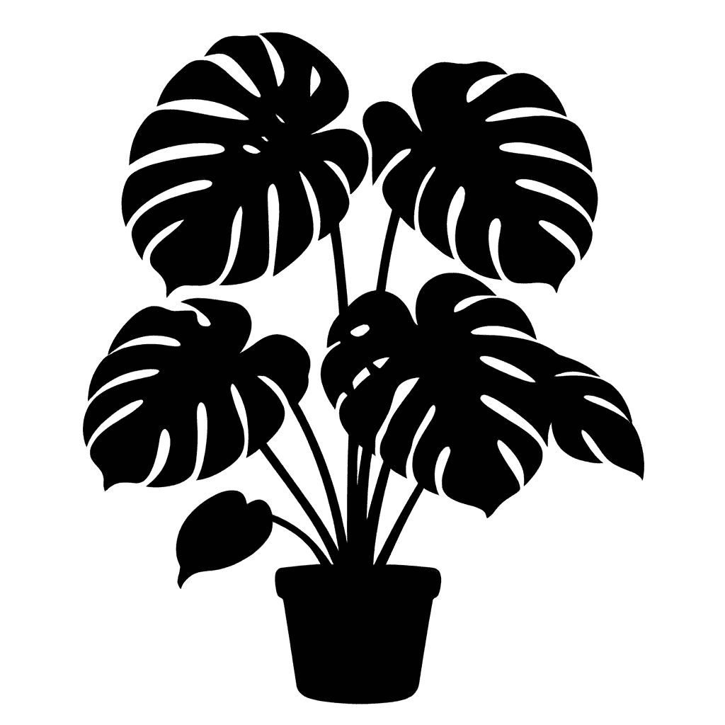 Monstera deliciosa