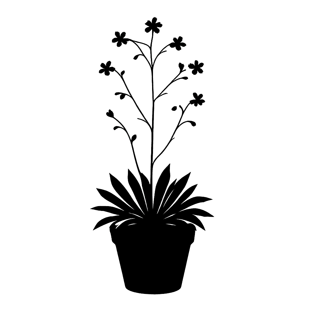 Stiff-leaved saxifrage