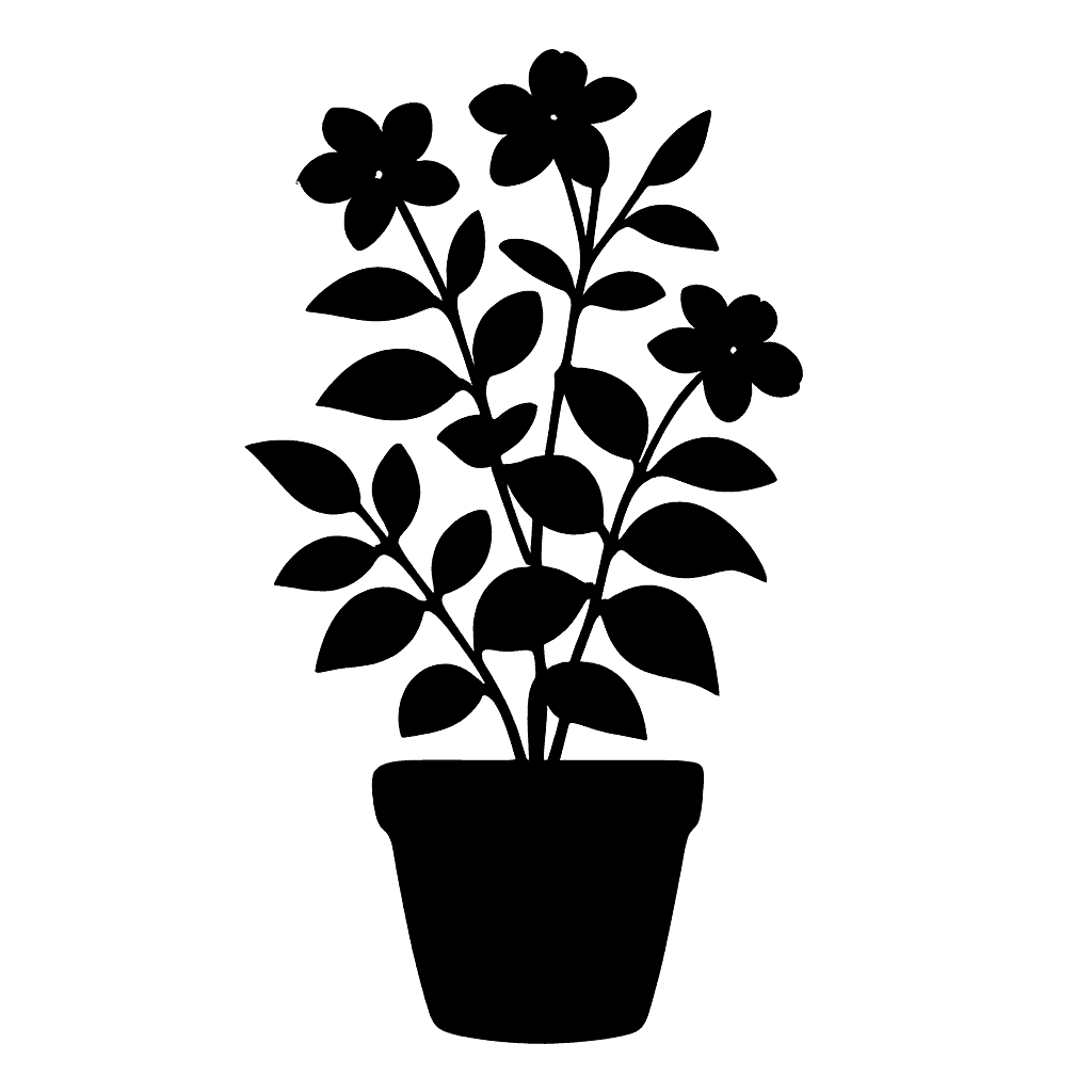 Arabian jasmine