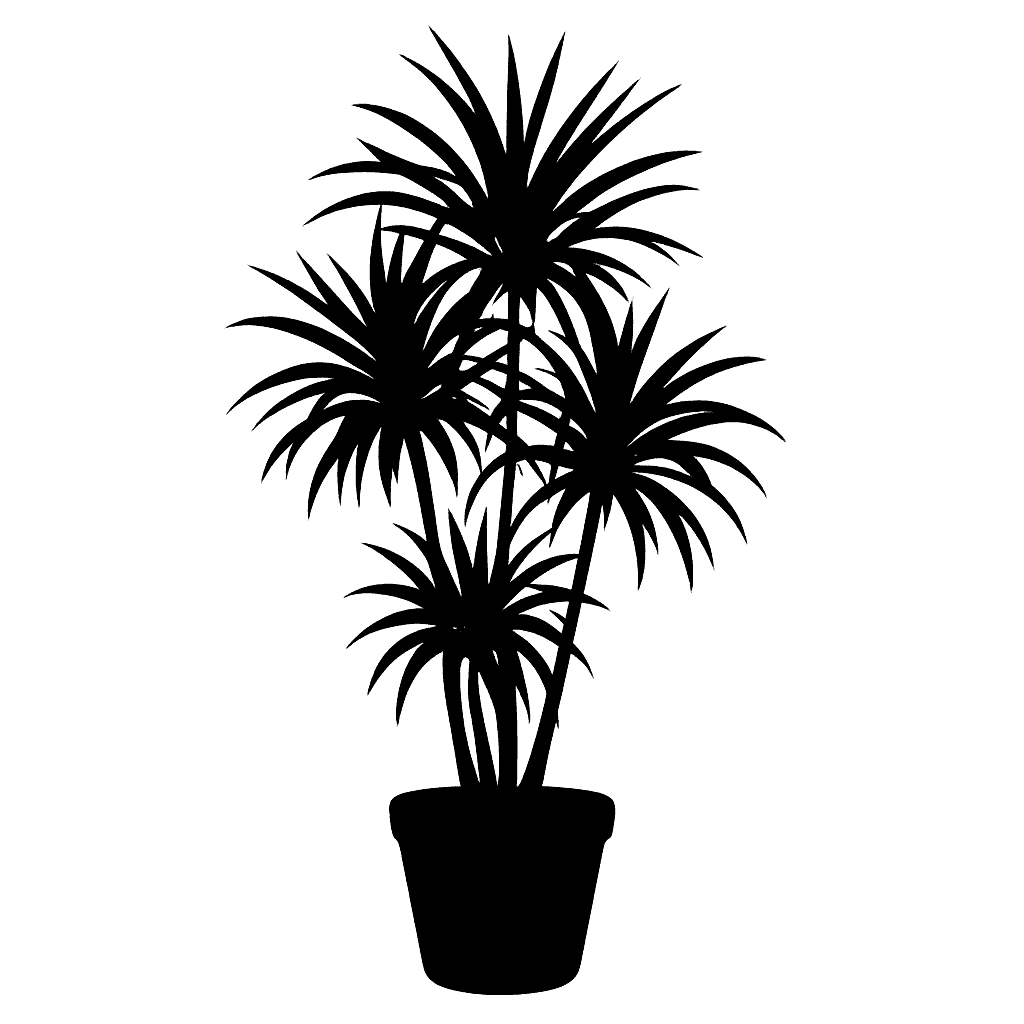 Dracaena reflexa