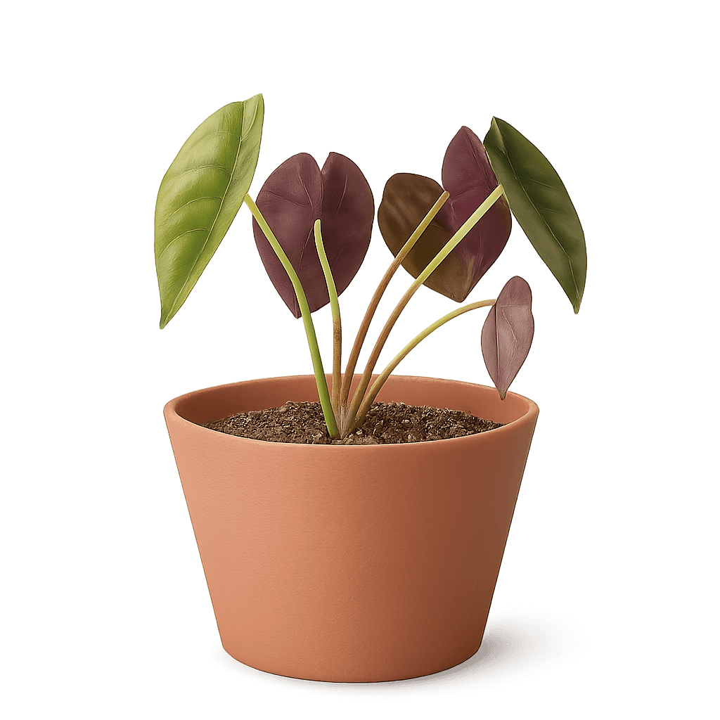 Mirror Plant