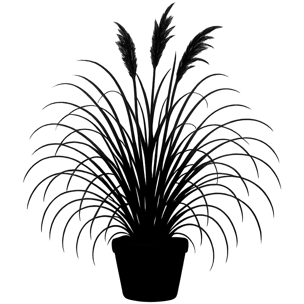 Miscanthus sinensis