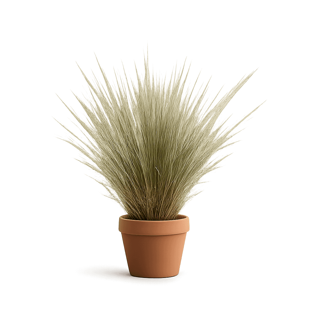 Deer Grass