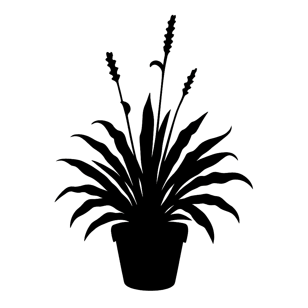 Ceylon Cyanotis