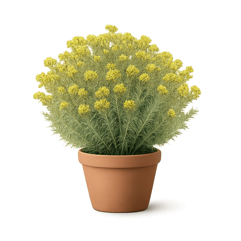 Ericameria nauseosa