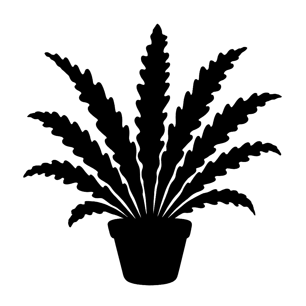 Quézel’s Spleenwort