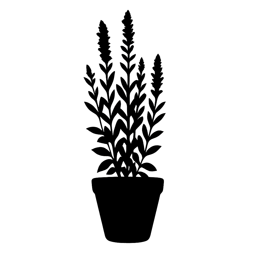 Hyssop