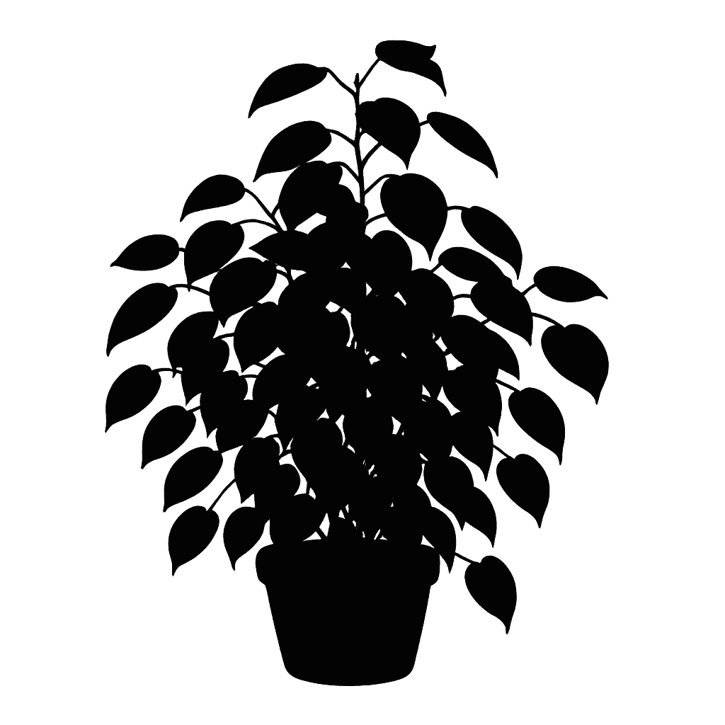 Wax Plant