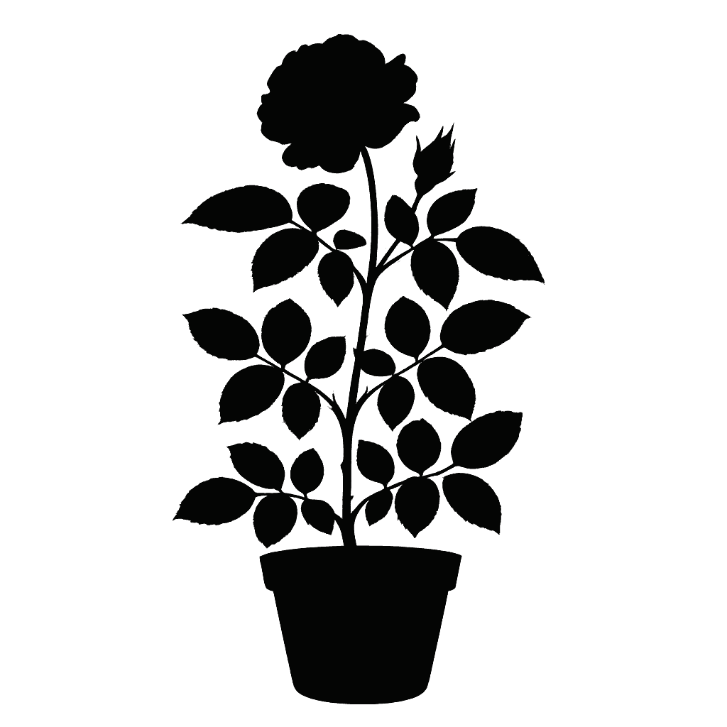 Memorial rose