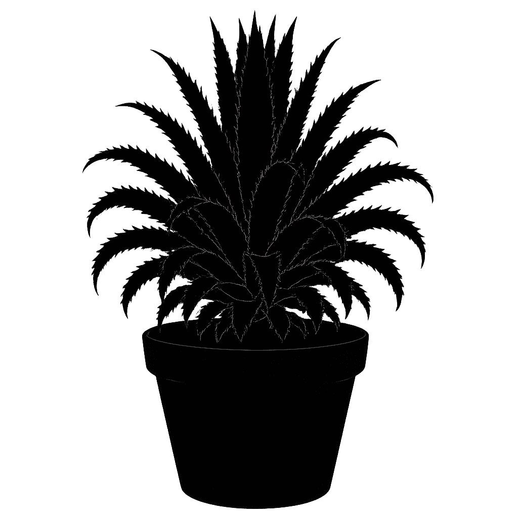 Navia incrassata