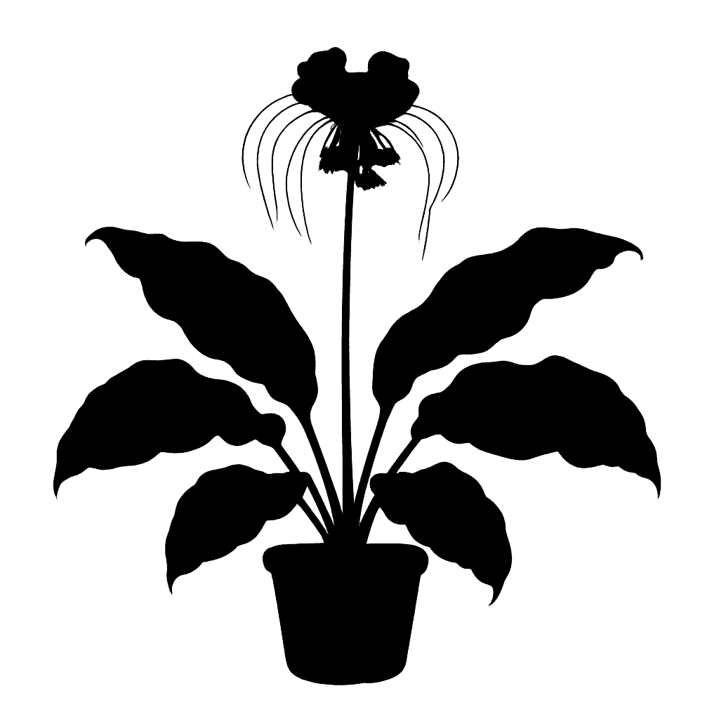 Bat Flower