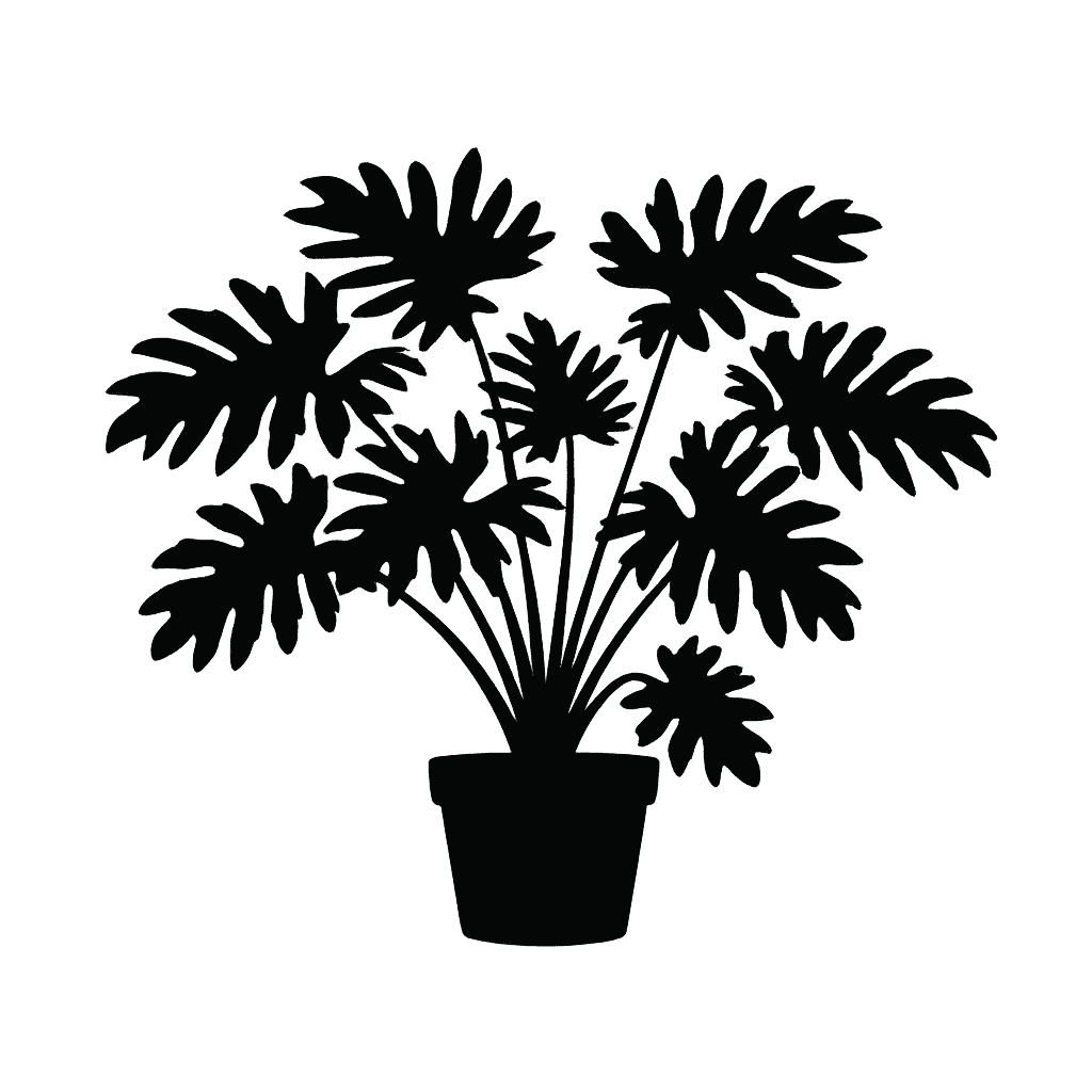 Xanadu Philodendron