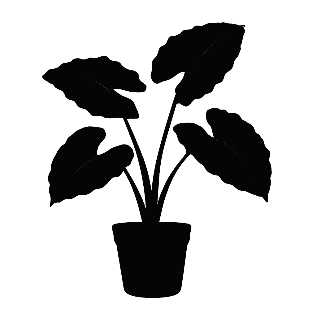 Elephant Ear