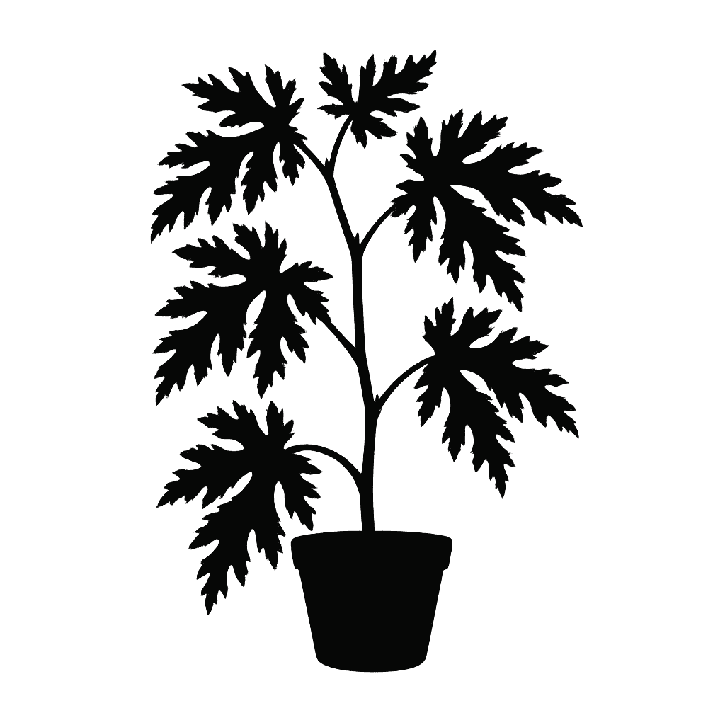 Begonia bipinnatifida