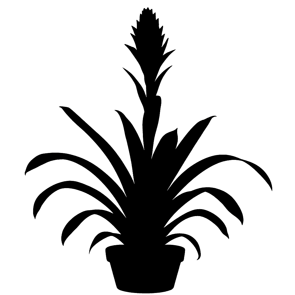 Urn Plant