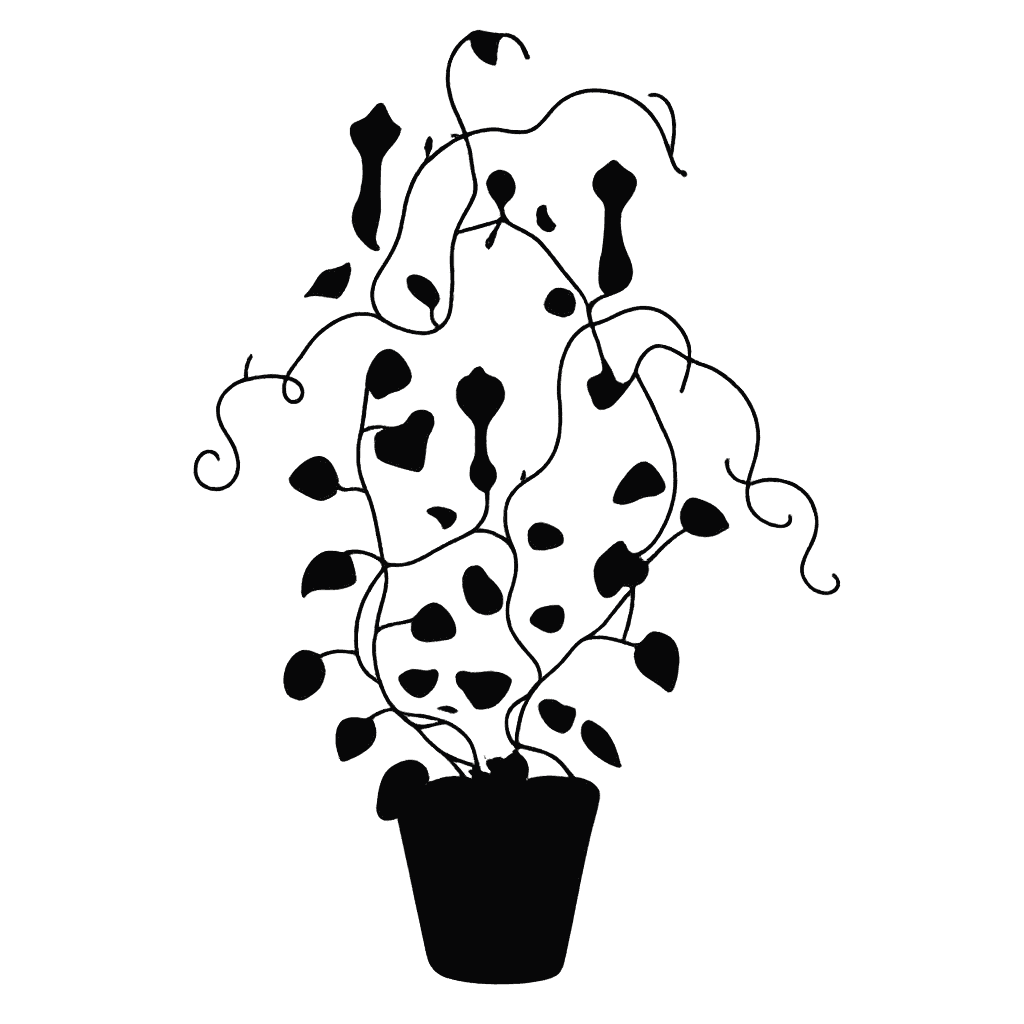 Parachute Plant