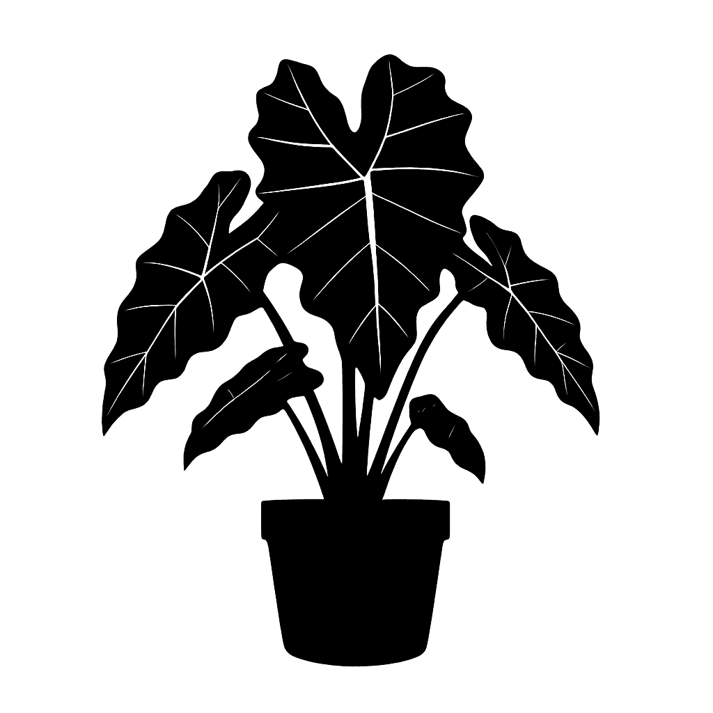 African Mask Plant