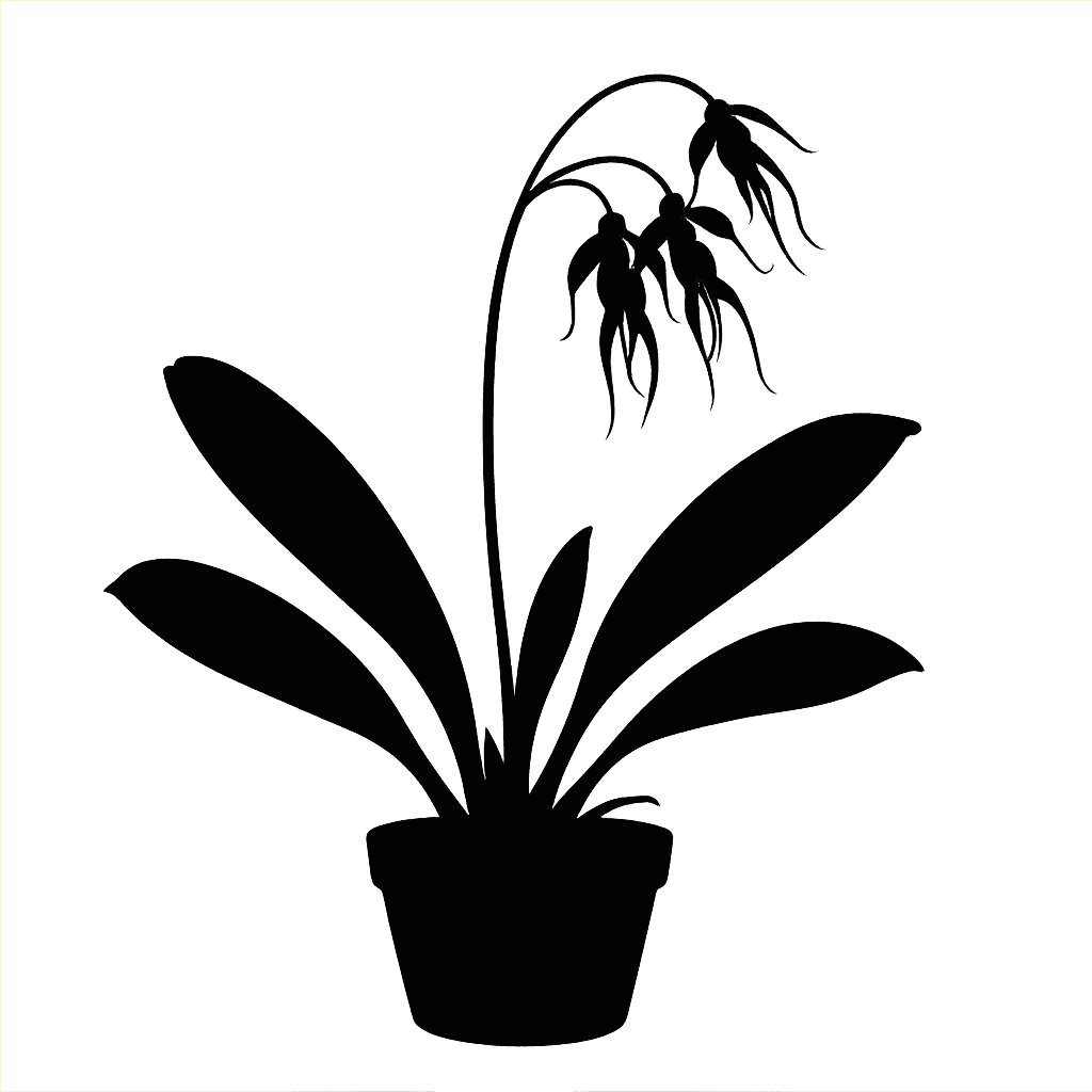 Bulbophyllum blumei