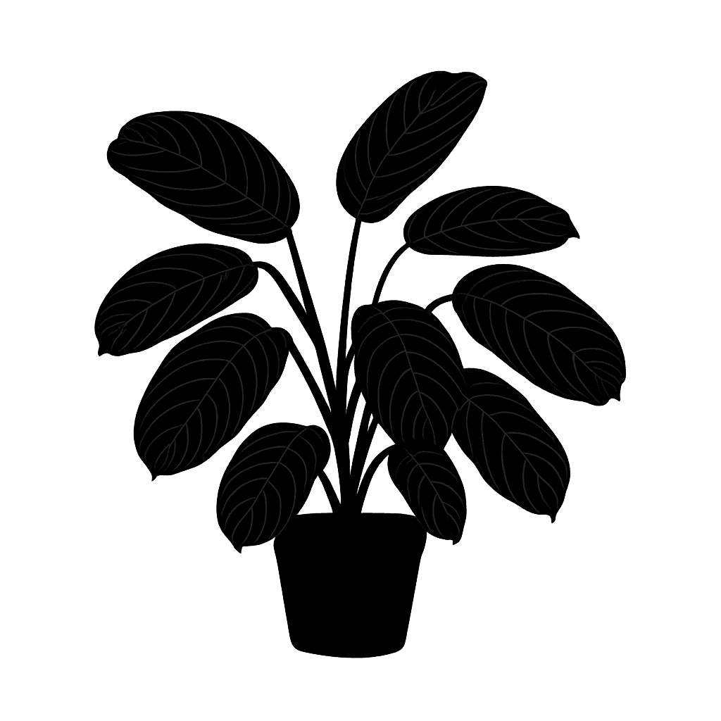 Maranta leuconeura