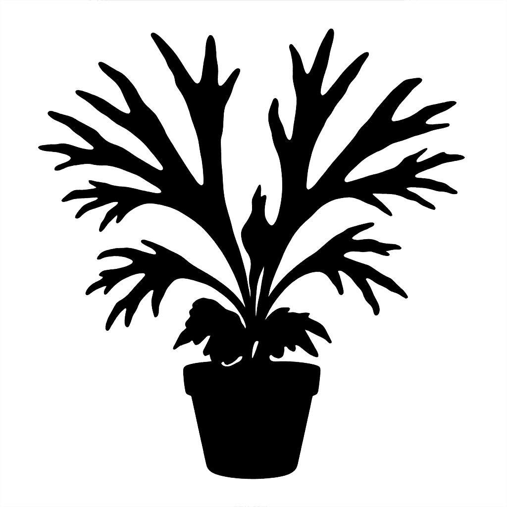 Platycerium bifurcatum
