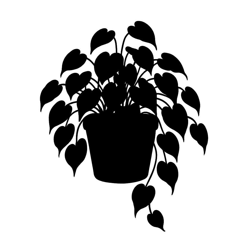 Philodendron hederaceum