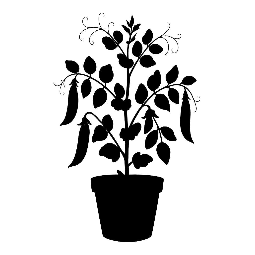 Pisum sativum