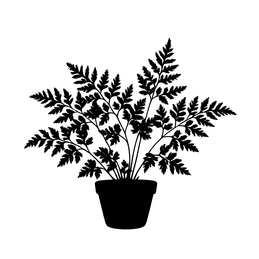 Hymenophyllum dimidiatum