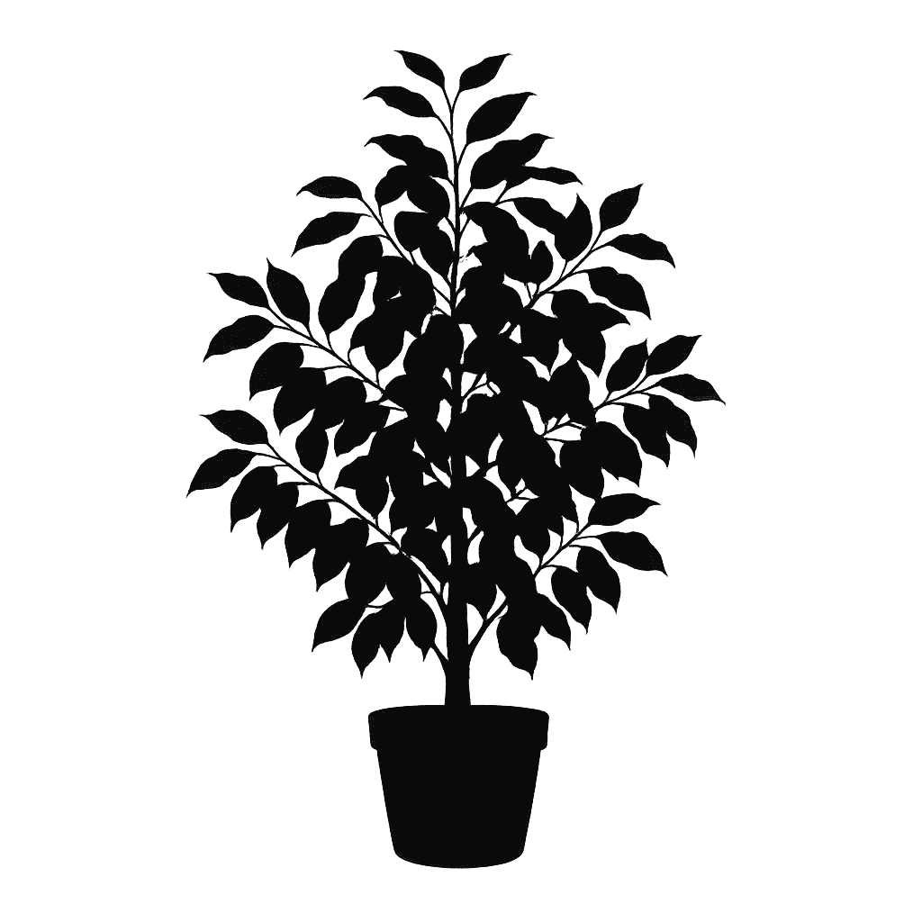 Ficus benjamina