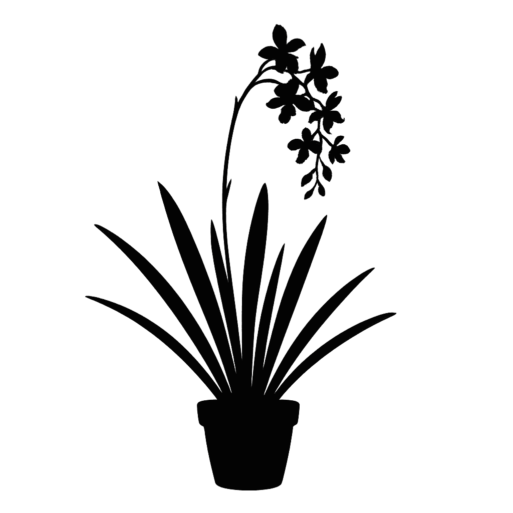 Jacquiniella equitantifolia