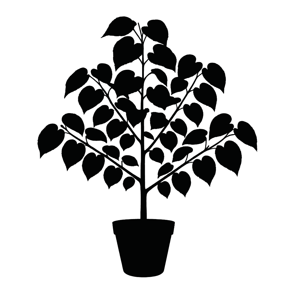 Nesogordonia micrantha