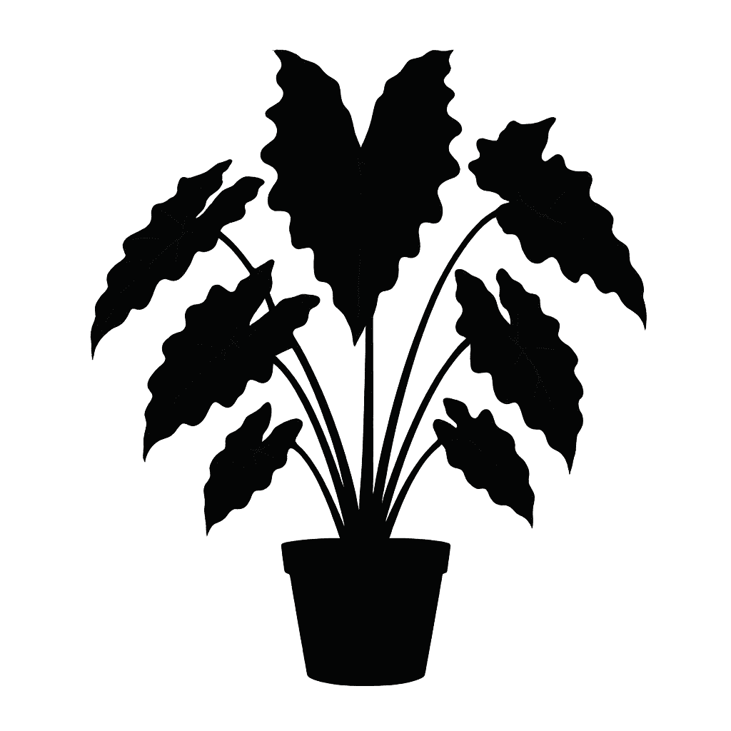 Alocasia micholitziana