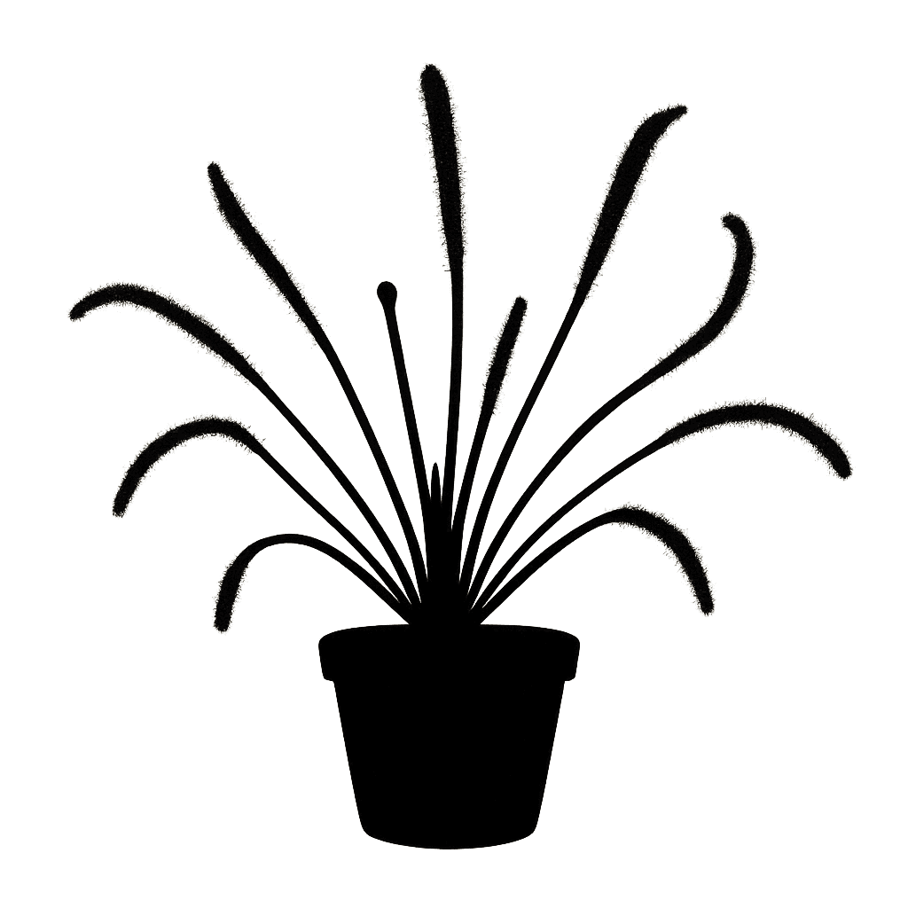 Drosera capensis