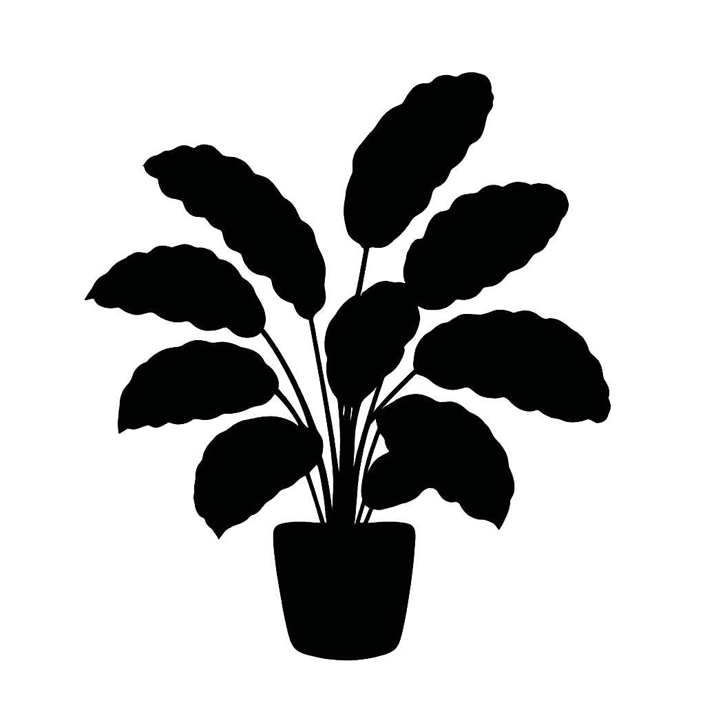 Calathea spp.