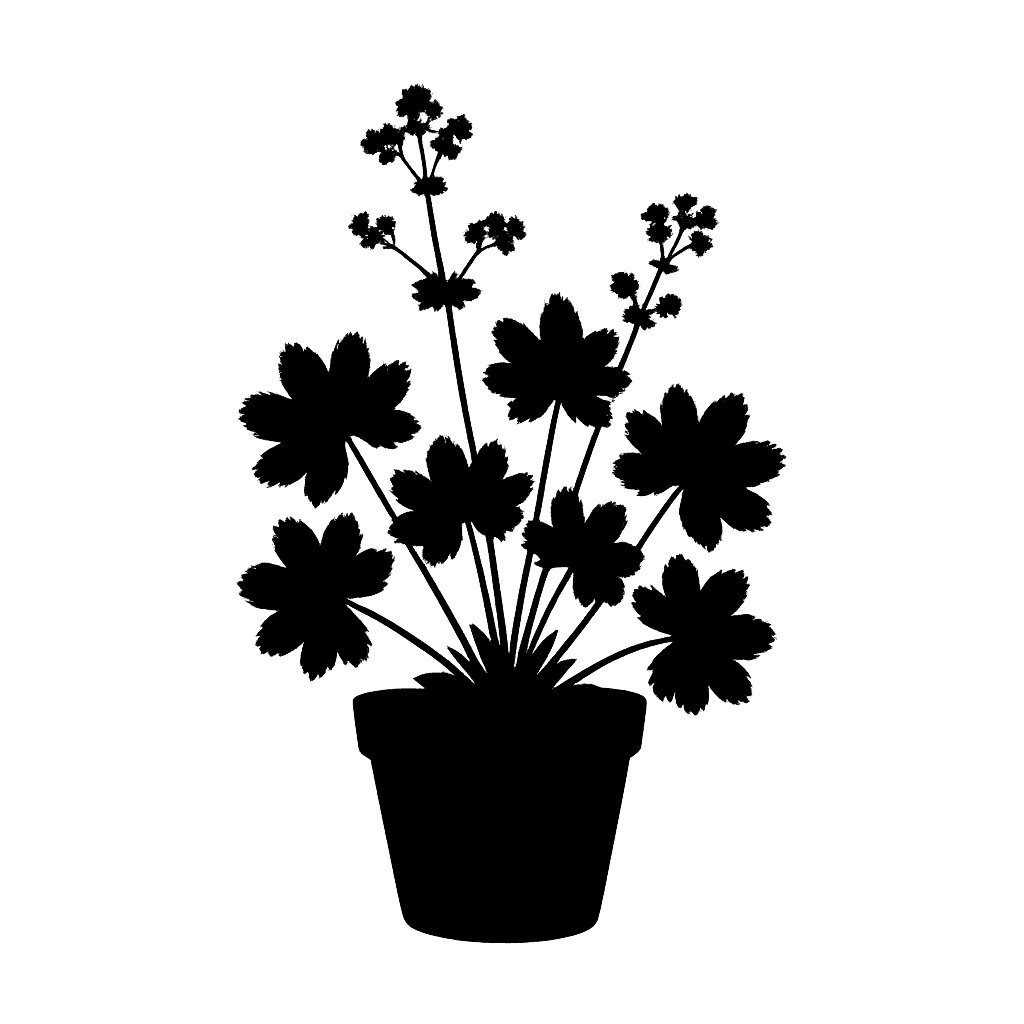 Alchemilla acutiloba