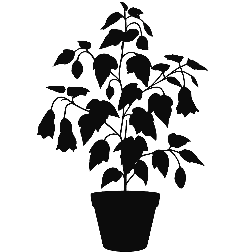 Abutilon megapotamicum