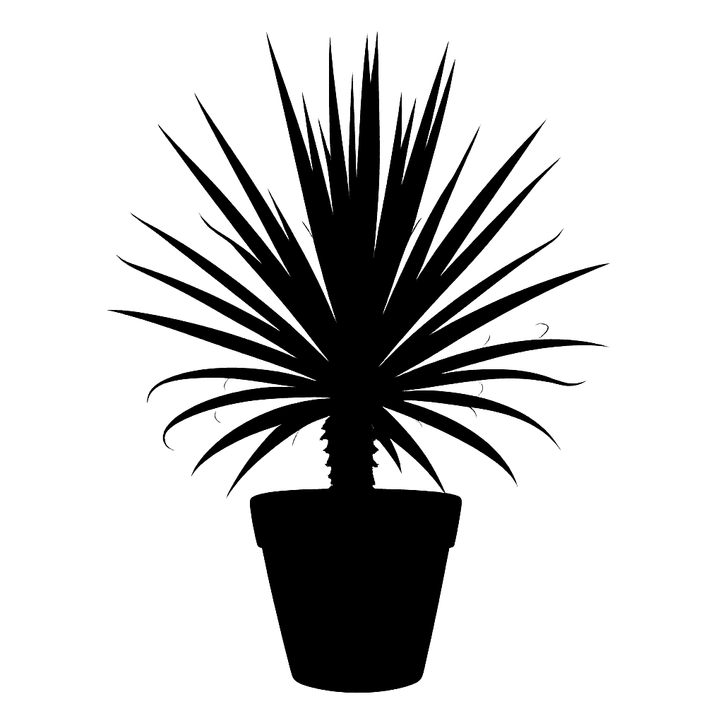 Yucca filamentosa