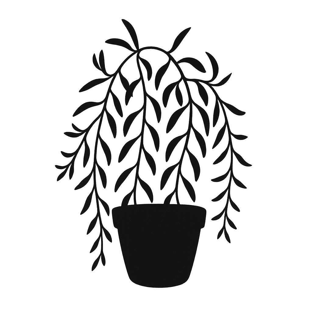 Senecio radicans