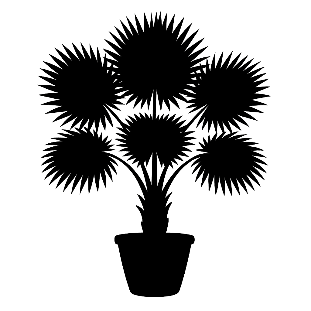 Corypha umbraculifera